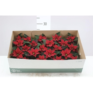 Euphorbia P Mini Mirage Red