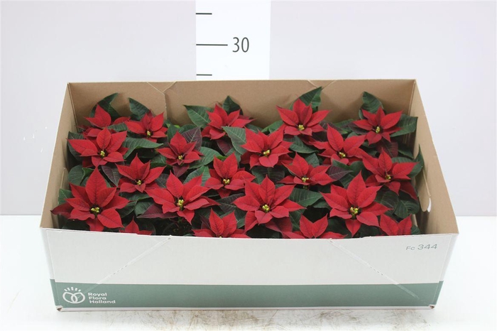 <h4>Euphorbia P Mini Mirage Red</h4>