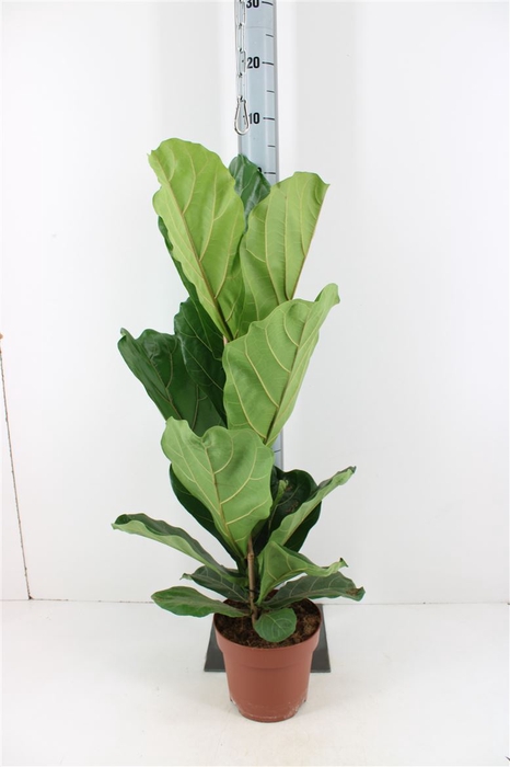 Ficus Lyrata P21