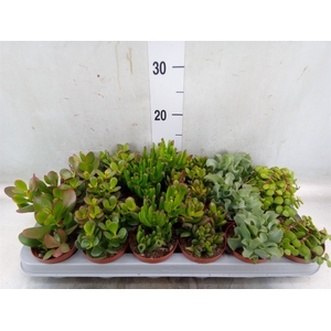 Crassula   ...mix