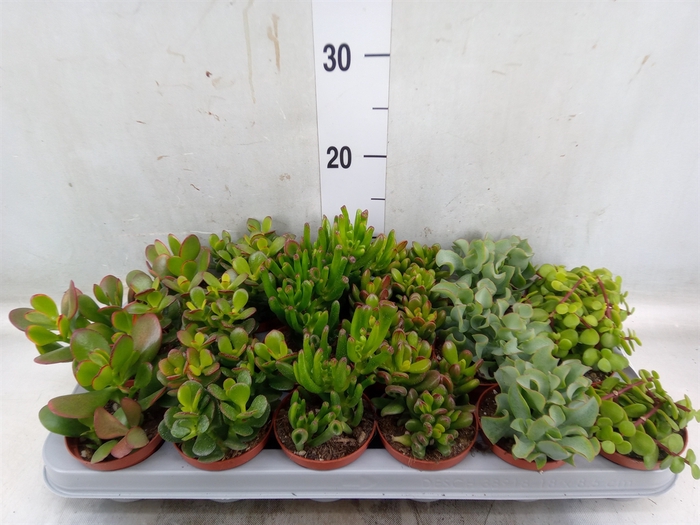 <h4>Crassula   ...mix</h4>