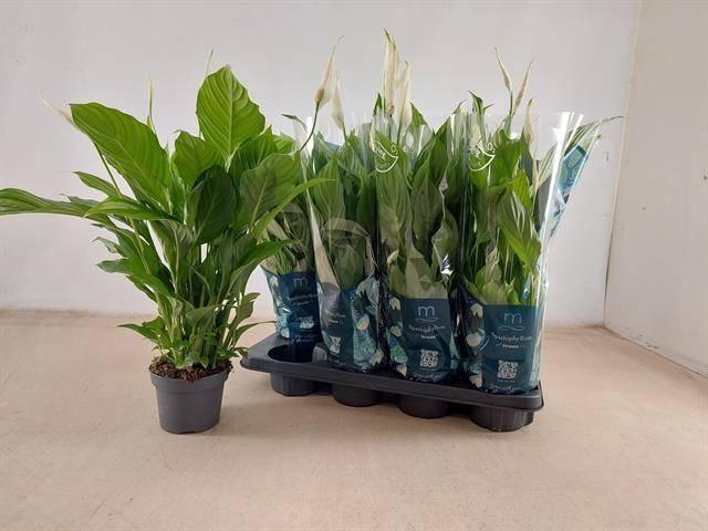 <h4>SPATH STRAUSS</h4>