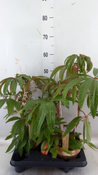 <h4>Begonia BD   ...</h4>