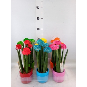 Sansevieria cyl.  ...