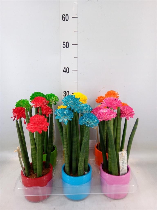 Sansevieria cyl.  ...