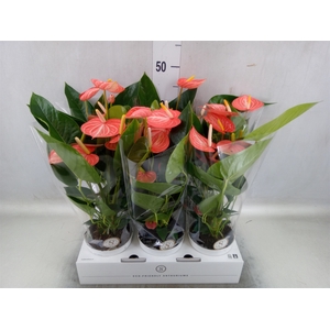 Anthurium andr. 'Livium Orange'