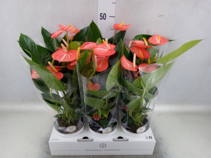 <h4>Anthurium andr. 'Livium Orange'</h4>