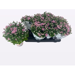 CHRY HOMERUN PINK