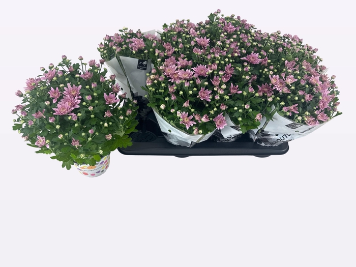<h4>CHRY HOMERUN PINK</h4>