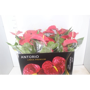 ANTHURIUM MICHIGAN P17 PREMIUM