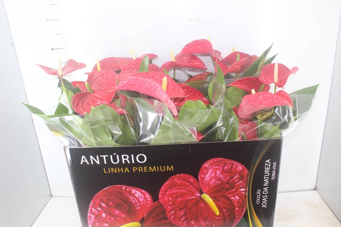 <h4>ANTHURIUM MICHIGAN P17 PREMIUM</h4>