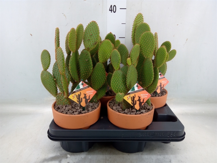 <h4>Opuntia microdasys</h4>