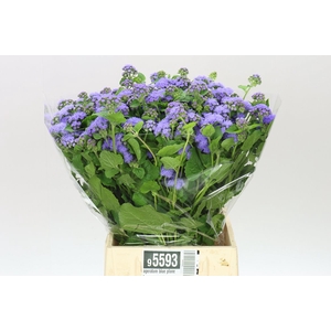 Ageratum Blue Planet