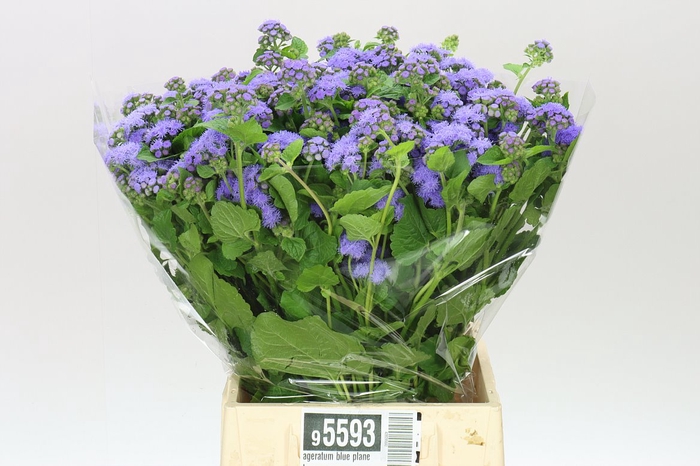 <h4>Ageratum Blue Planet</h4>