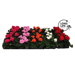 Pelargonium Zonale Mix etage
