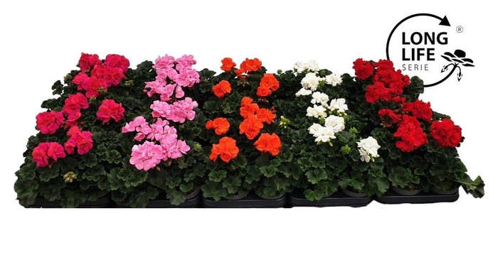 <h4>Pelargonium Zonale Mix etage</h4>