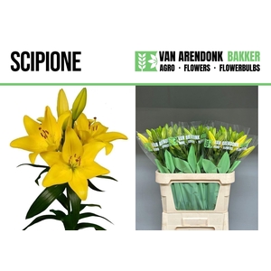 LI LA SCIPIONE