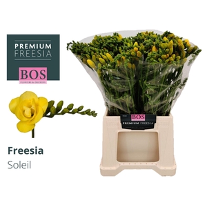 Freesia du Soleil