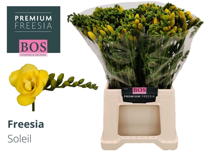 <h4>Freesia du Soleil</h4>