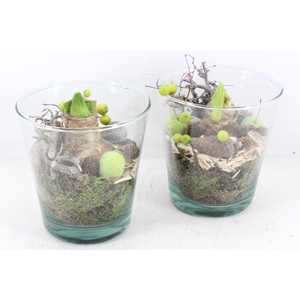 arr4 Amaryllis MB - Glas potje 234/4