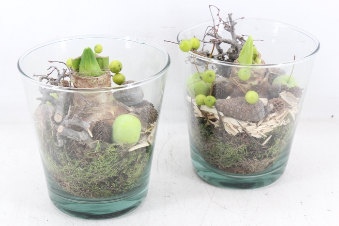 <h4>arr4 Amaryllis MB - Glas potje 234/4</h4>