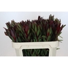 Leucadendron Saf Sunset Dark R.