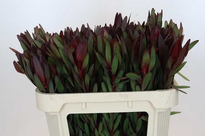 <h4>Leucadendron Saf Sunset Dark R.</h4>