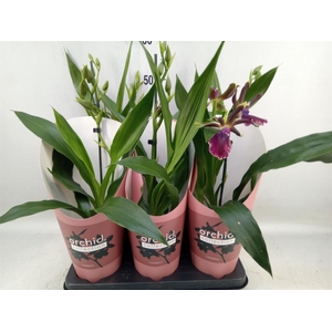 Zygopetalum  'Louisendorf'