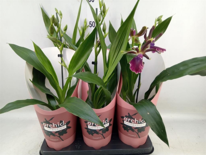 <h4>Zygopetalum  'Louisendorf'</h4>