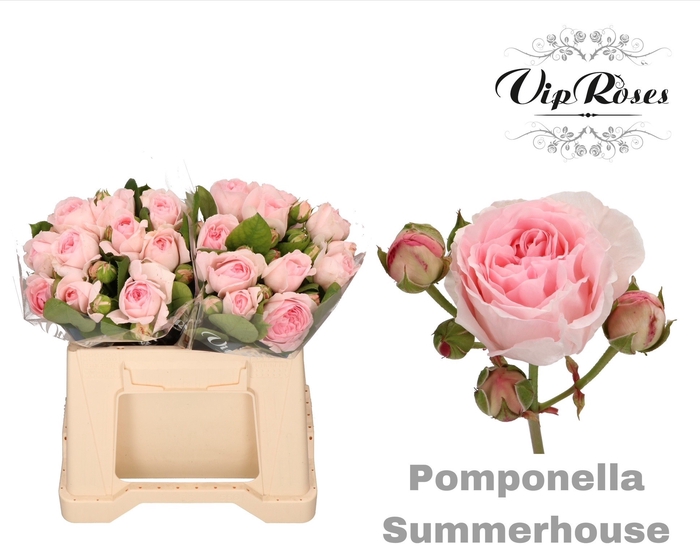 <h4>R TR POMPONE SUMMERH</h4>