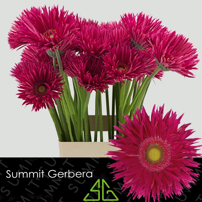 <h4>Gerbera Spider Kaa Water x40 Lang</h4>