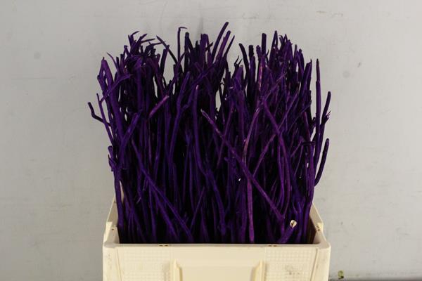 <h4>Mitsumata Flock Lilac Bs(10)</h4>