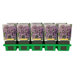 Aster