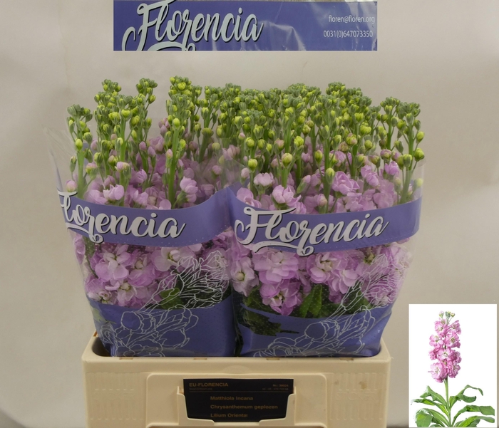 <h4>MATTH MATHILDA PINK</h4>