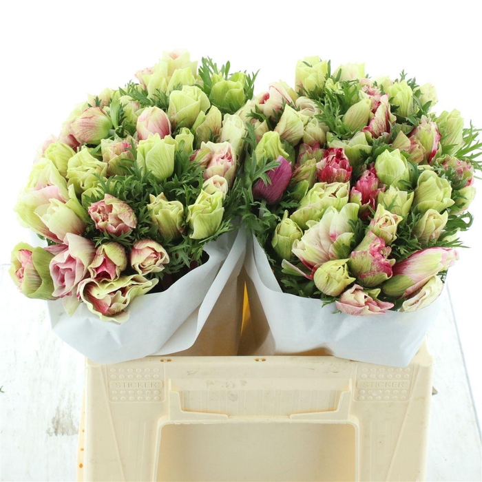 <h4>Anem Mistral Tigre Super</h4>