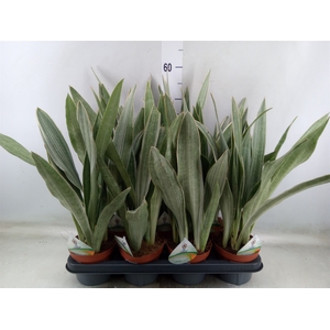 Sansevieria trifa.   ...