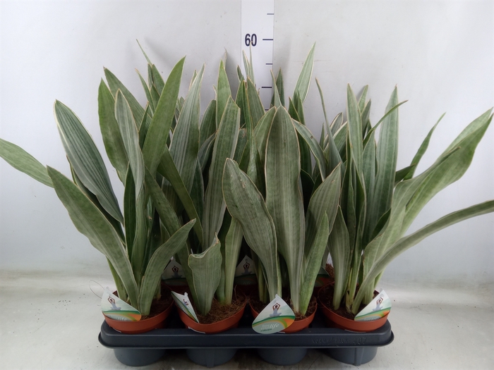 <h4>Sansevieria trifa.   ...</h4>