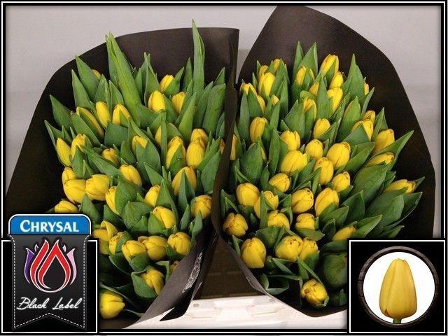 <h4>TU EN NOVI SUN</h4>