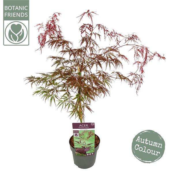 <h4>Acer palm. 'Inaba-shidare' extra kwaliteit</h4>
