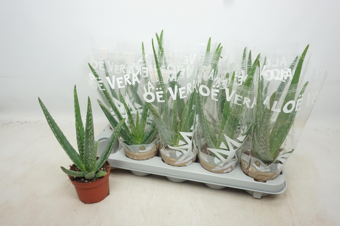 <h4>ALOE VERA</h4>