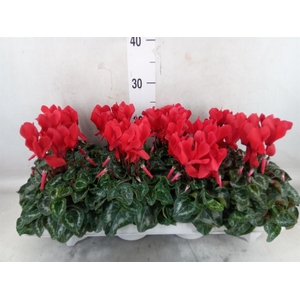 Cyclamen MD 'Allure'