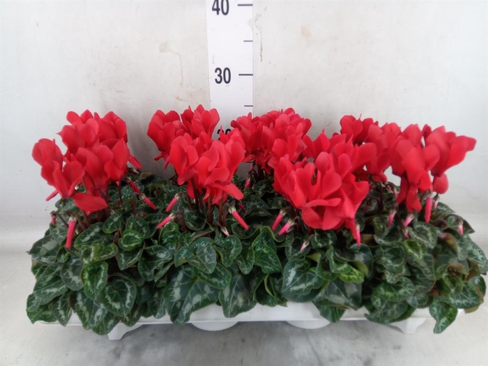 <h4>Cyclamen MD 'Allure'</h4>