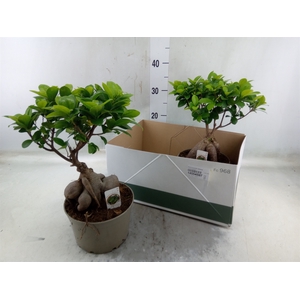 Ficus microcarpa 'Ginseng'
