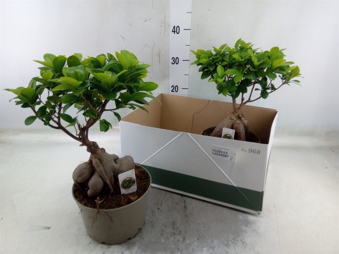 <h4>Ficus microcarpa 'Ginseng'</h4>