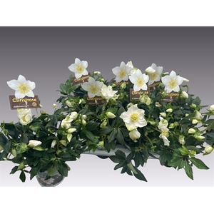 Helleborus niger HGC Jasper