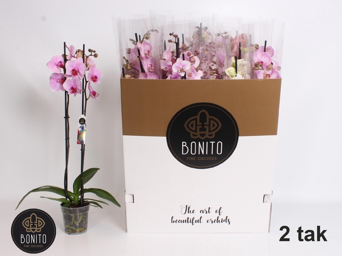 <h4>PHAL GEM 7 KL</h4>