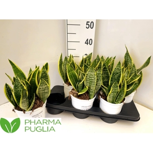 SANSEV FUTURA SUPERB