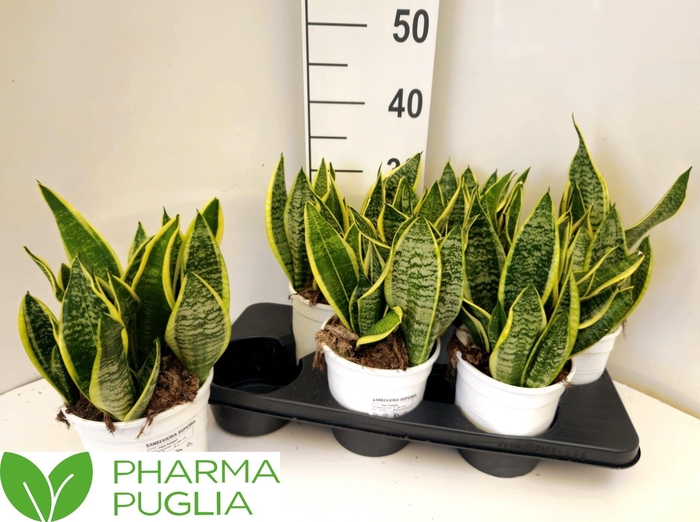 <h4>SANSEV FUTURA SUPERB</h4>