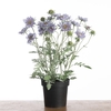 Af Scabiosa Pot H64cm Lavender