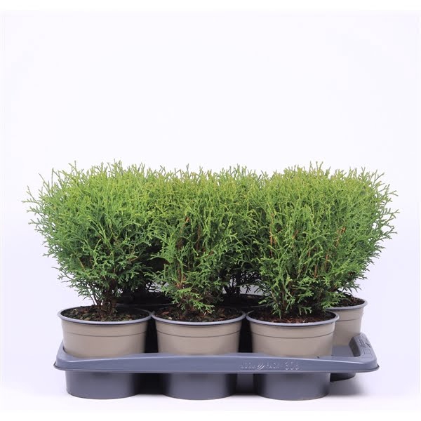 <h4>Thuja occidentalis 'Tiny Tim'</h4>